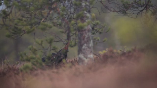 Black Grouse courtship ceremony wirt mating call in the forest, Sweden