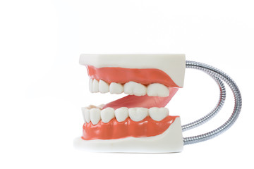 dental model,teeth model on white background