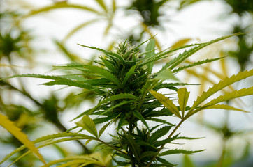 flowering Leafy Top Marijuana Bud on Cannabis Plant