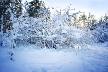 Trees in snow in the winter wood. Forest road. Latvia. Europe.