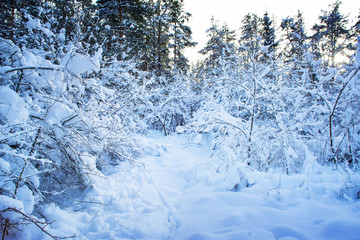 Trees in snow in the winter wood. Forest road. Latvia. Europe.