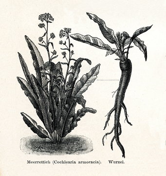 Horseradish (Armoracia rusticana, syn. Cochlearia armoracia); 10 - tapered root (from Meyers Lexikon, 1895, 7/288/289)
