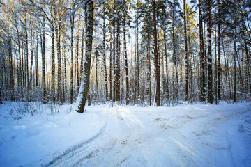 Trees in snow in the winter wood. Forest road. Latvia. Europe.
