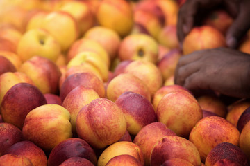 Group of red apples with their leaves