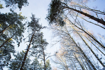 Trees in snow in the winter wood. Forest road. Latvia. Europe.
