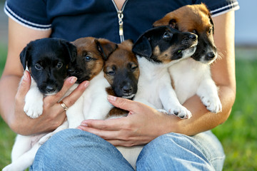Woman holds in hands puppy as smooth fox terrier. Family hunting