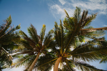Obraz premium view on the sky through palm trees