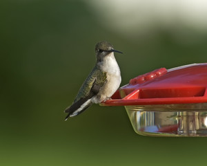 Black-chinned Hummingbird on Feeder