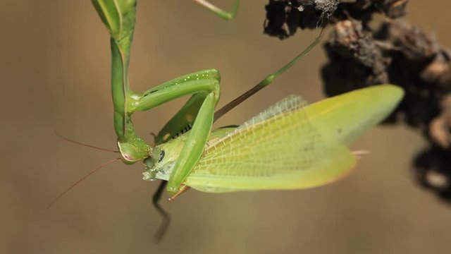 A praying mantis insect eats a mantis 
