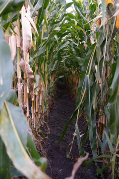 Maisfeld vor der Ernte 