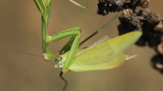 A praying mantis insect eats a mantis 