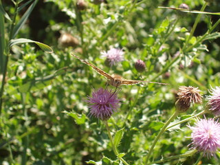 Painted Lady Butterfly on Thistle 