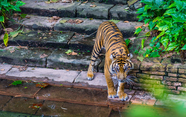 Tiger near water 