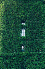 Whole home facade covered in green ivy.