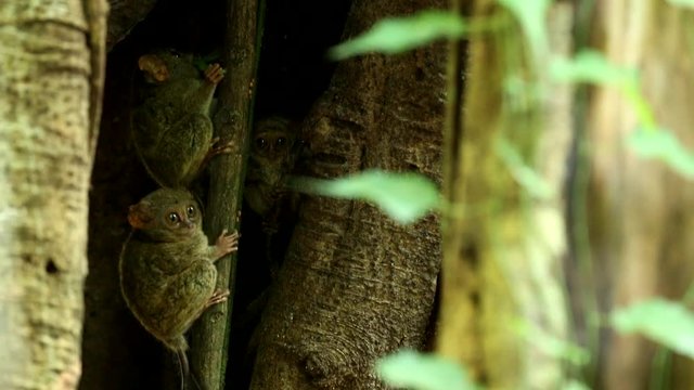 Family of Spectral Tarsier, Tarsius spectrum, from Tangkoko National Park, Sulawesi, Indonesia, one of world's smallest primates.) They are nocturnal and use large eyes to hunt for prey. 