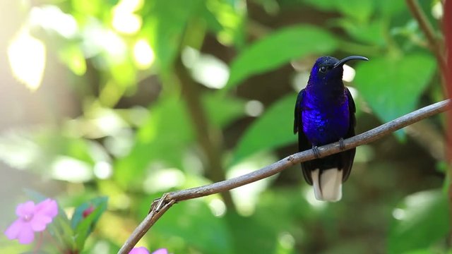 Hummingbird Violet Sabrewing flying next to beautiful pink flower 