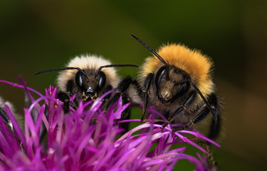 Abeille