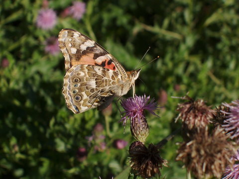 Painted Lady Butterfly On Thistle 