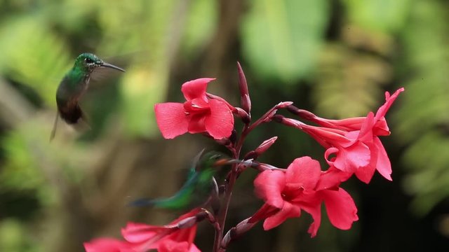 Hummingbirds Green-crowned Brilliant, Heliodoxa jacula, flight around red flower, Costa Rica