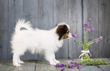 puppy sniffing lavender
