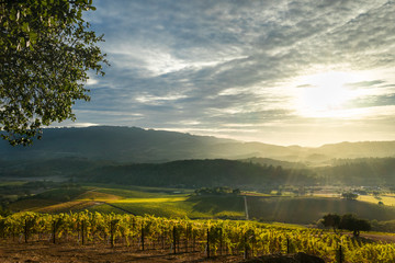 Sun rays shine on patchwork Sonoma vineyard and mountains at sunset in autumn. Panorama of Sonoma...