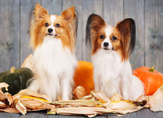 Portraits of two adult dogs