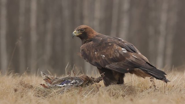 Golden Eagle, feeding on kill duck, tail in the bill, in the forest during the rain. Bird of prey in the nature habitat. Wildlife scene from nature. Bird in the nature. Action scene from nature 