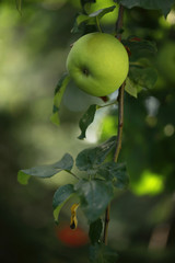 zielone jabłko i liście na gałęzi