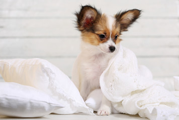cute puppy on white pillows