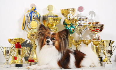 dog with a lot of cups from competitions
