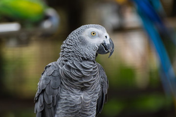 Closeup of a grey macaw parrot.

