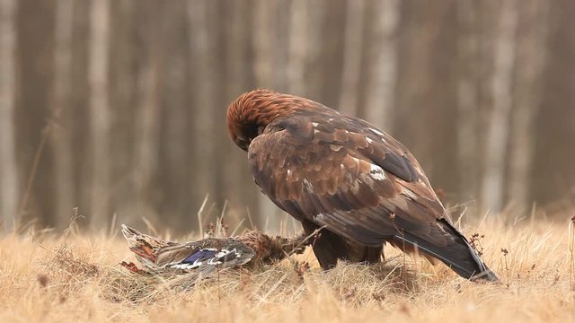 Golden Eagle, feeding on kill duck, tail in the bill, in the forest during the rain. Bird of prey in the nature habitat. Wildlife scene from nature. Bird in the nature. Action scene from nature 