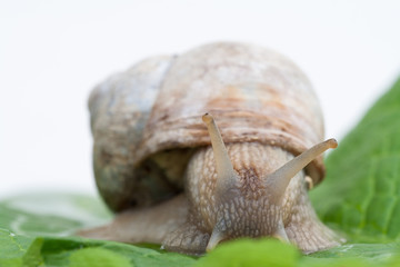 Studio picture of a grapevine snail