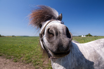 Portrait of a pony with ultra wide angle - obrazy, fototapety, plakaty