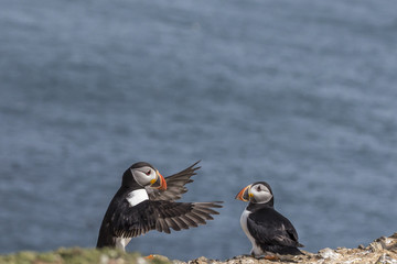 Flying demonstration on edge of cliff