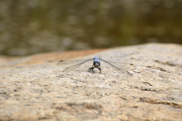 Libélula.