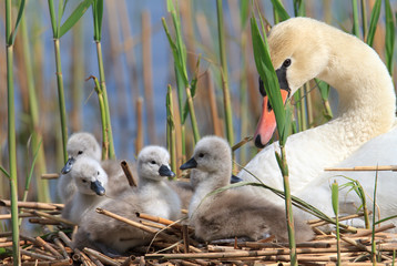 Fototapeta premium Niedliche Schwanenfamilie im Portrait