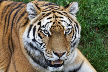 Fototapeta na wymiar Portrait Tigre