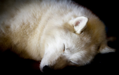 Obraz premium Sleeping Dog