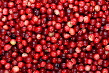 Red ripe cranberries background. Cowberry foxberry berries