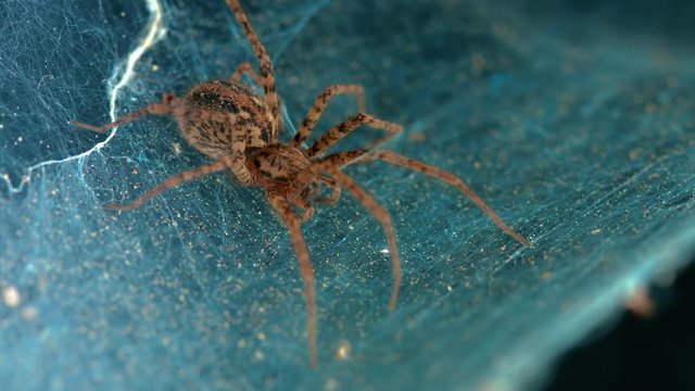 parallax tracking shot of a labyrinth spider agelena labyrinthica waiting for it's prey in tube web