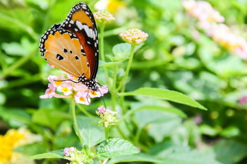 Plain Tiger (Danaus chrysippus) butterfly on flower