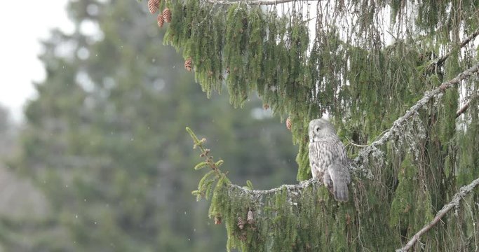Great grey owl, Strix nebulosa, hidden of tree trunk in winter forest, portrait with yellow eyes. Rare birds from Sweden. Great grey owl in the wind forest. Great grey owl with snow in the winter. 