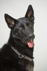 Schwarzer Schäferhund