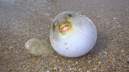 Puffer fish. © keng666