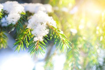 Spruce twig with frozen ice droplets. Illuminated low winter sun.