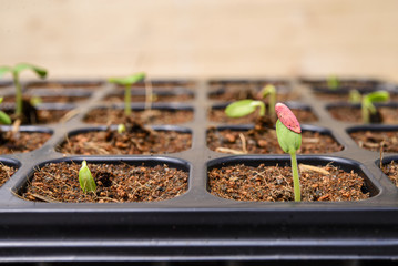 Melon sprout in the nursery tray