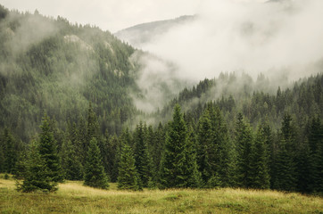 fog covering fir trees forest in mountain landscape
