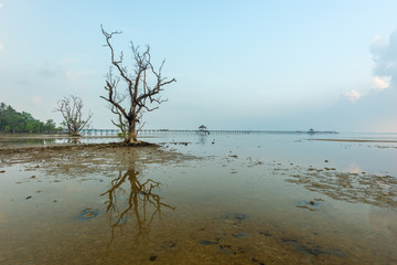 Dead tree still standing on the beach