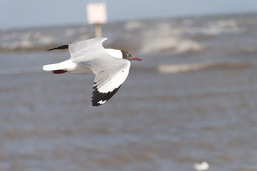seagull flying on blue sky